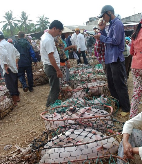 Đi chợ ẵm heo lấy hên - ảnh 18