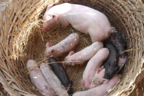 Đi chợ ẵm heo lấy hên - ảnh 19