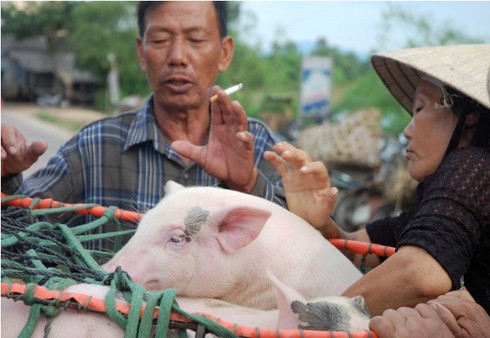 Đi chợ ẵm heo lấy hên - ảnh 2