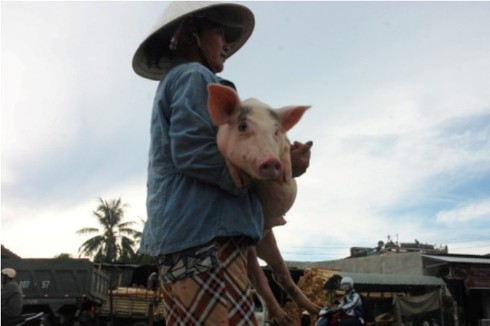 Đi chợ ẵm heo lấy hên - ảnh 5