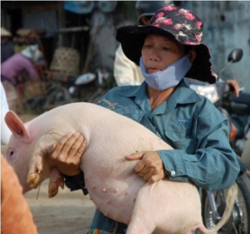 Đi chợ ẵm heo lấy hên - ảnh 6