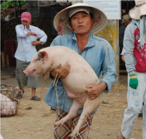 Đi chợ ẵm heo lấy hên - ảnh 10