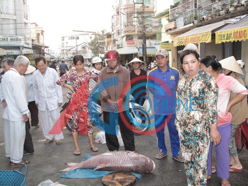 Bắt được cá hô đỏ