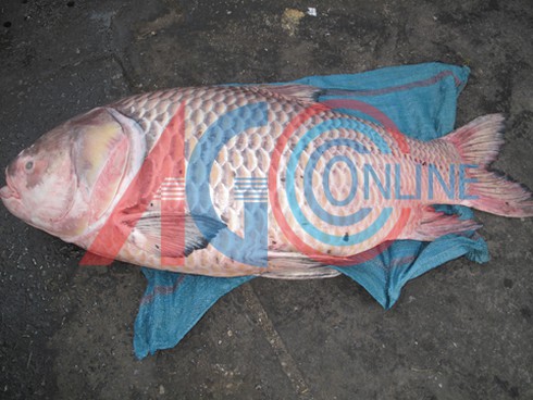 Bắt được cá hô đỏ