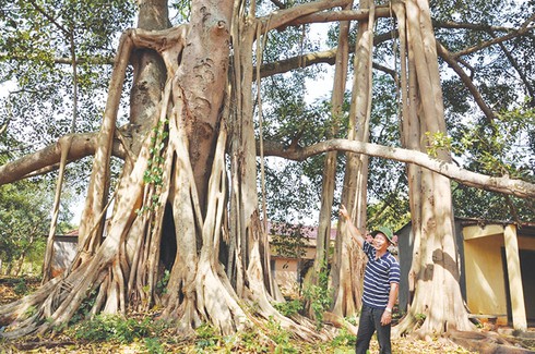 Giai thoại cây đa 100 tuổi có cặp mãng xà ẩn mình - ảnh 1