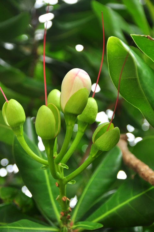 Ảnh đẹp: hoa bàng vuông kiêu hãnh giữa Trường Sa - ảnh 1