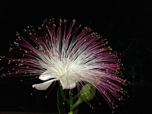 Ảnh đẹp: hoa bàng vuông kiêu hãnh giữa Trường Sa - ảnh 2