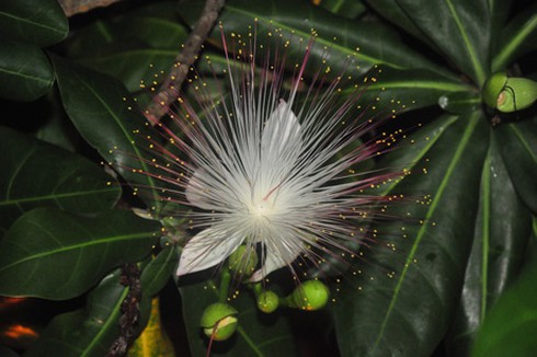 Ảnh đẹp: hoa bàng vuông kiêu hãnh giữa Trường Sa - ảnh 3