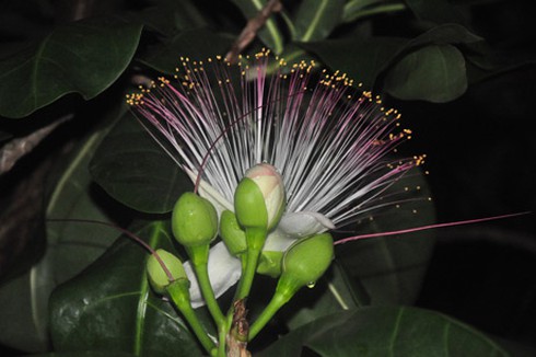 Ảnh đẹp: hoa bàng vuông kiêu hãnh giữa Trường Sa - ảnh 4