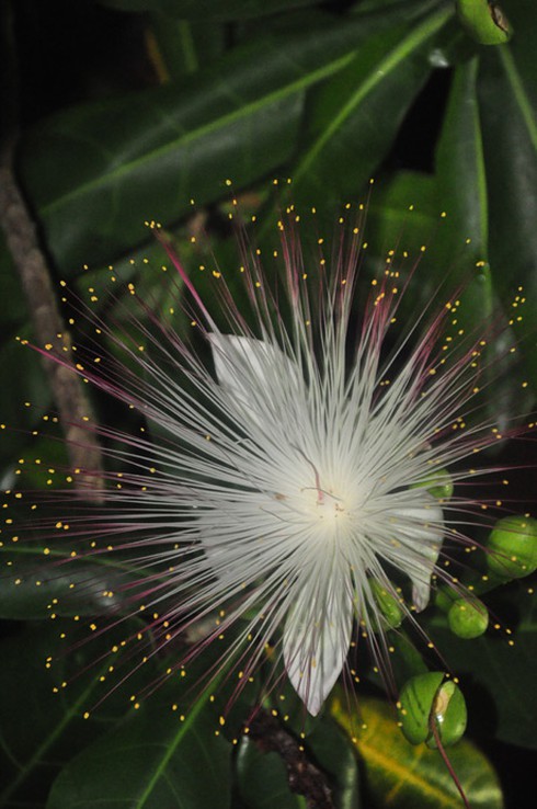 Ảnh đẹp: hoa bàng vuông kiêu hãnh giữa Trường Sa - ảnh 5