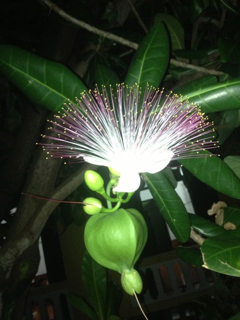 Ảnh đẹp: hoa bàng vuông kiêu hãnh giữa Trường Sa - ảnh 6