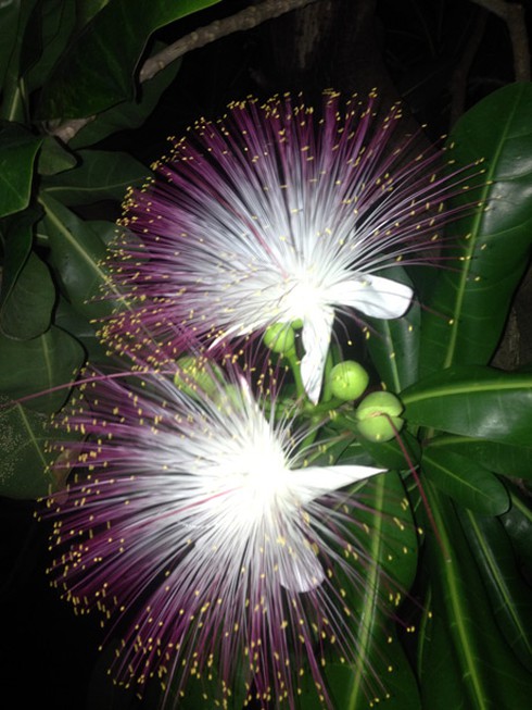 Ảnh đẹp: hoa bàng vuông kiêu hãnh giữa Trường Sa - ảnh 7