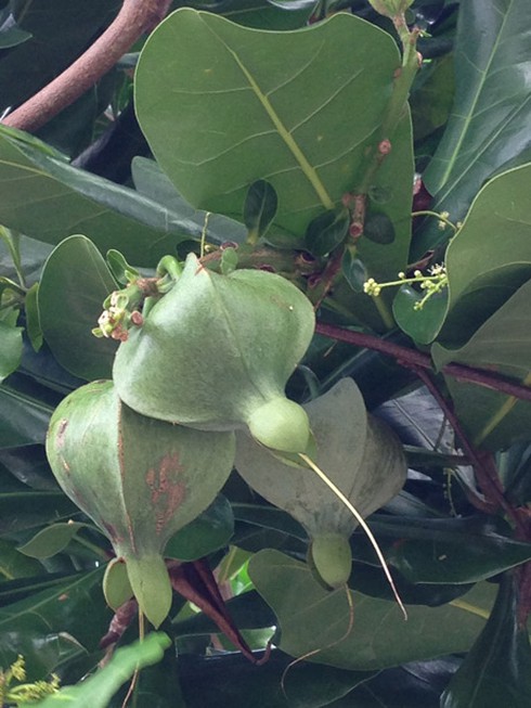 Ảnh đẹp: hoa bàng vuông kiêu hãnh giữa Trường Sa - ảnh 9