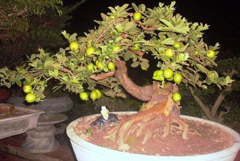 Cây ổi dáng rồng giá 150 triệu đồng - ảnh 1