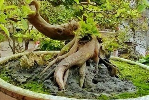 Cây ổi dáng rồng giá 150 triệu đồng - ảnh 2