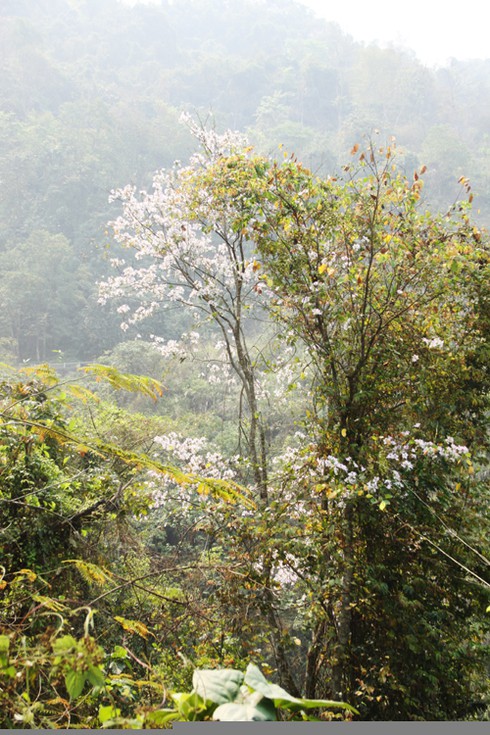 Đẹp ngỡ ngàng hoa ban Tây Bắc - ảnh 12