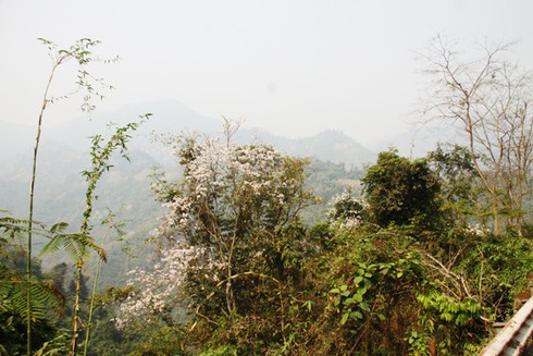 Đẹp ngỡ ngàng hoa ban Tây Bắc - ảnh 14