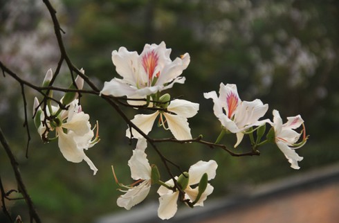 Đẹp ngỡ ngàng hoa ban Tây Bắc - ảnh 4