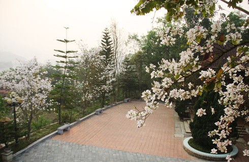 Đẹp ngỡ ngàng hoa ban Tây Bắc - ảnh 5