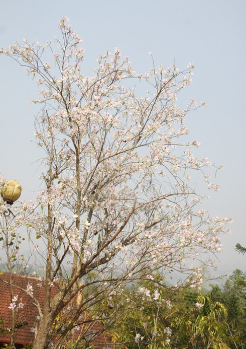Đẹp ngỡ ngàng hoa ban Tây Bắc - ảnh 8