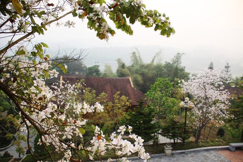 Đẹp ngỡ ngàng hoa ban Tây Bắc - ảnh 2