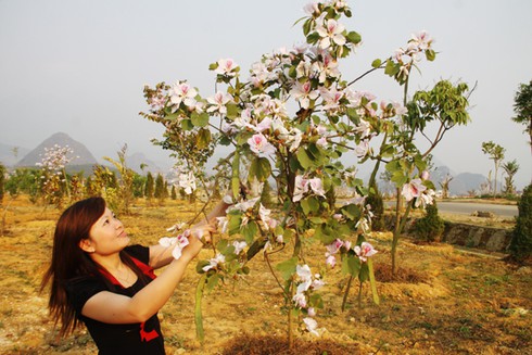 Đẹp ngỡ ngàng hoa ban Tây Bắc - ảnh 11