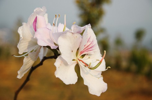 Đẹp ngỡ ngàng hoa ban Tây Bắc - ảnh 1