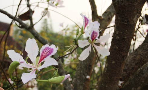 Đẹp ngỡ ngàng hoa ban Tây Bắc - ảnh 6