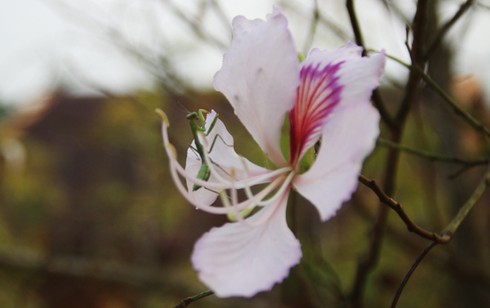 Đẹp ngỡ ngàng hoa ban Tây Bắc - ảnh 13