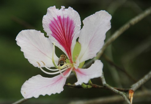 Đẹp ngỡ ngàng hoa ban Tây Bắc - ảnh 10