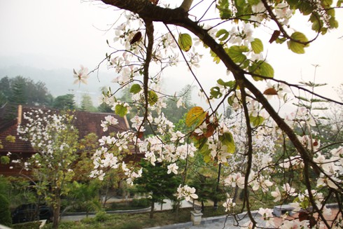 Đẹp ngỡ ngàng hoa ban Tây Bắc - ảnh 9