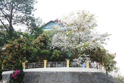 Đẹp ngỡ ngàng hoa ban Tây Bắc - ảnh 15