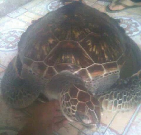 Thả rùa biển nặng 25kg về biển - ảnh 1