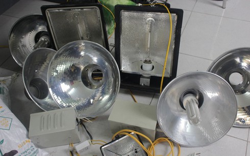 Trồng cần sa