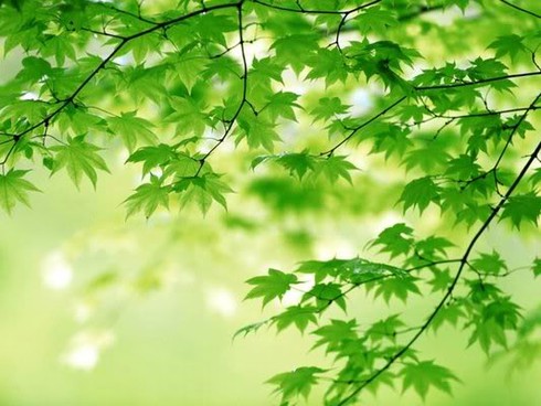 Dự báo thời tiết ngày 27/3: Bắc Bộ mưa rải rác, ngày nắng - ảnh 1
