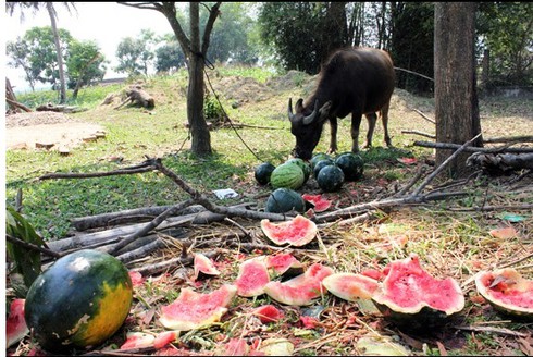 Video: Dưa hấu ế lăn lóc cho trâu ăn, hàng nghìn người dân khốn đốn - ảnh 1