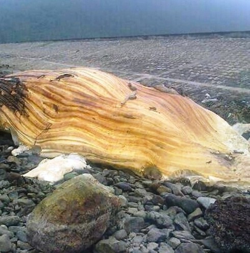 Xác cá voi 3 tấn, dài 10m trôi dạt vào bờ biển Hà Tĩnh - ảnh 1