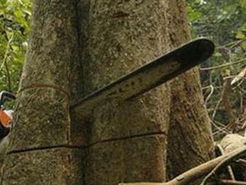 Tai nạn hi hữu: Cưa cây gỗ, cây đổ trúng người dẫn tới tử vong - ảnh 1