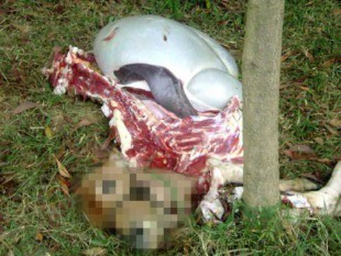 Trộm bò rồi xẻ thịt đi bán dạo - ảnh 1