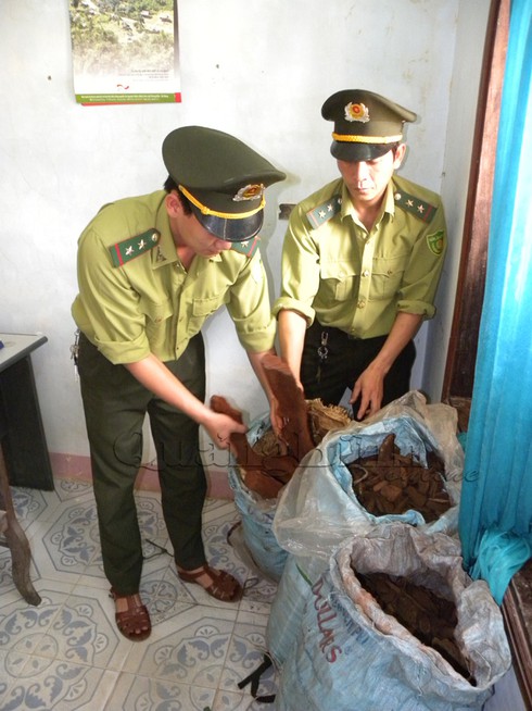 Bắt gỗ sưa, kiểm lâm bị vây đánh - ảnh 1