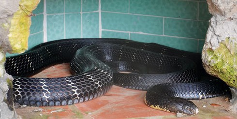 Rắn hổ mèo