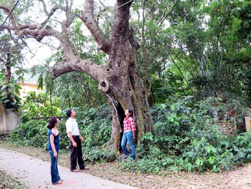 Rặng thị cổ thụ hiếm có, nhiều cây 800 năm tuổi - ảnh 1