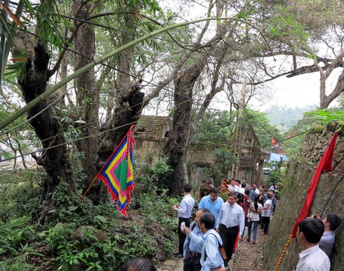 Rặng thị cổ thụ hiếm có, nhiều cây 800 năm tuổi - ảnh 2