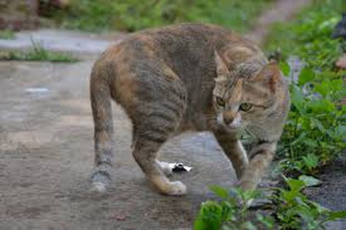 Tử vong do mèo nhà nhiễm bệnh dại - ảnh 1