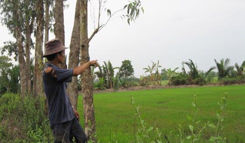 Ngồi nghỉ mát, 1 phụ nữ bị cây đổ đè chết - ảnh 1