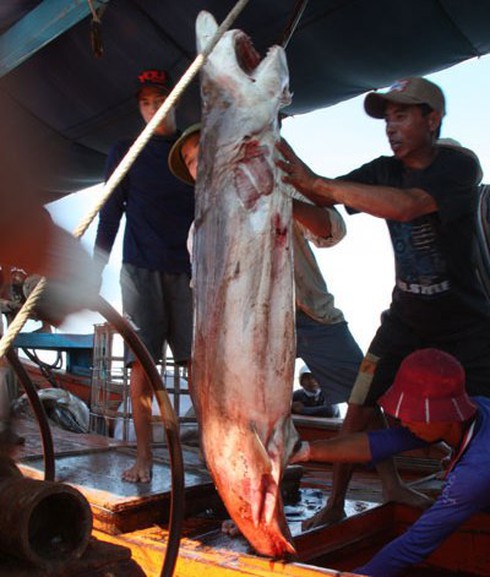 Ngư dân Hoàng Sa: