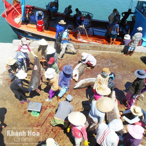 Ngư dân Hoàng Sa: