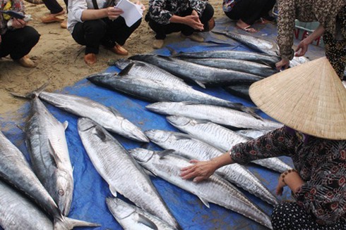 Cách chọn mua cá biển tươi ngon nhất thế nào? - ảnh 1