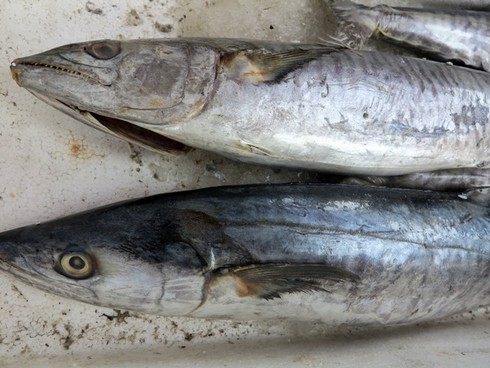 Cách chọn mua cá biển tươi ngon nhất thế nào? - ảnh 2