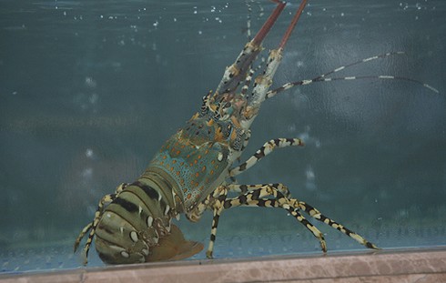 Cách chọn mua tôm tươi, tôm nõn khô ngon nhất - ảnh 1